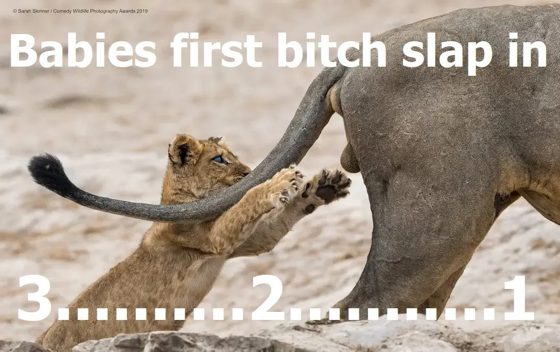 Babies first ***** slap.webp