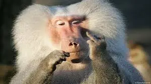 baboon.webp