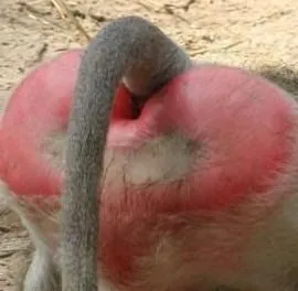 baboon_ass crop.webp