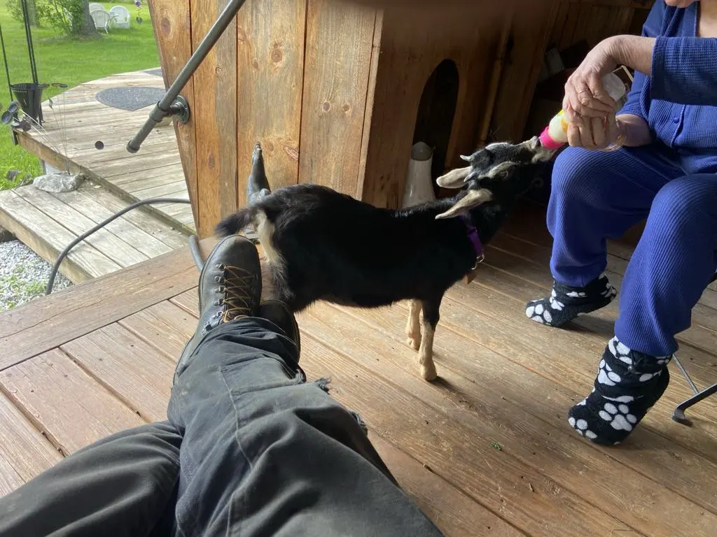 baby goat bubba.webp
