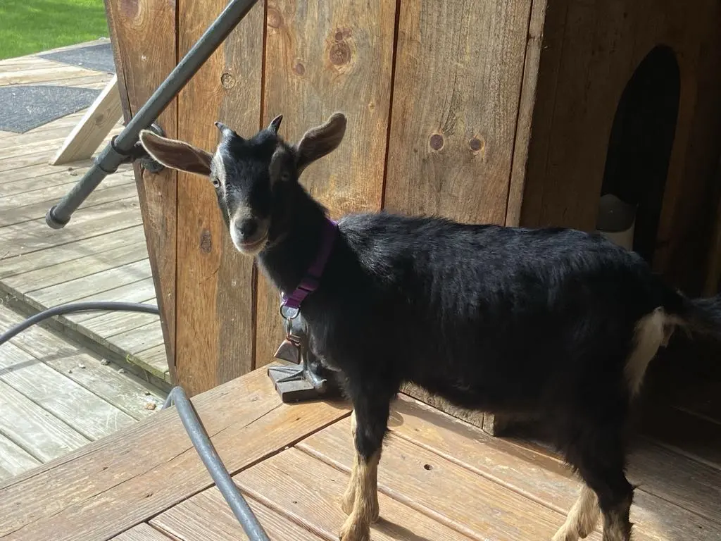 baby goat.webp