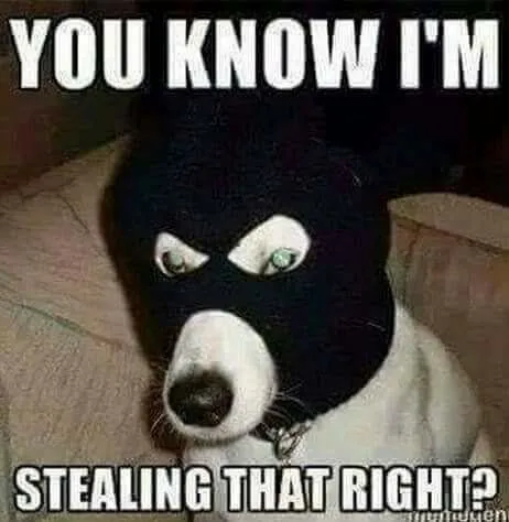 BanditDog.jpg