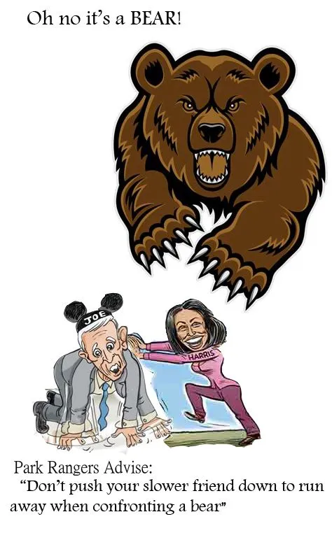 bear advice.webp