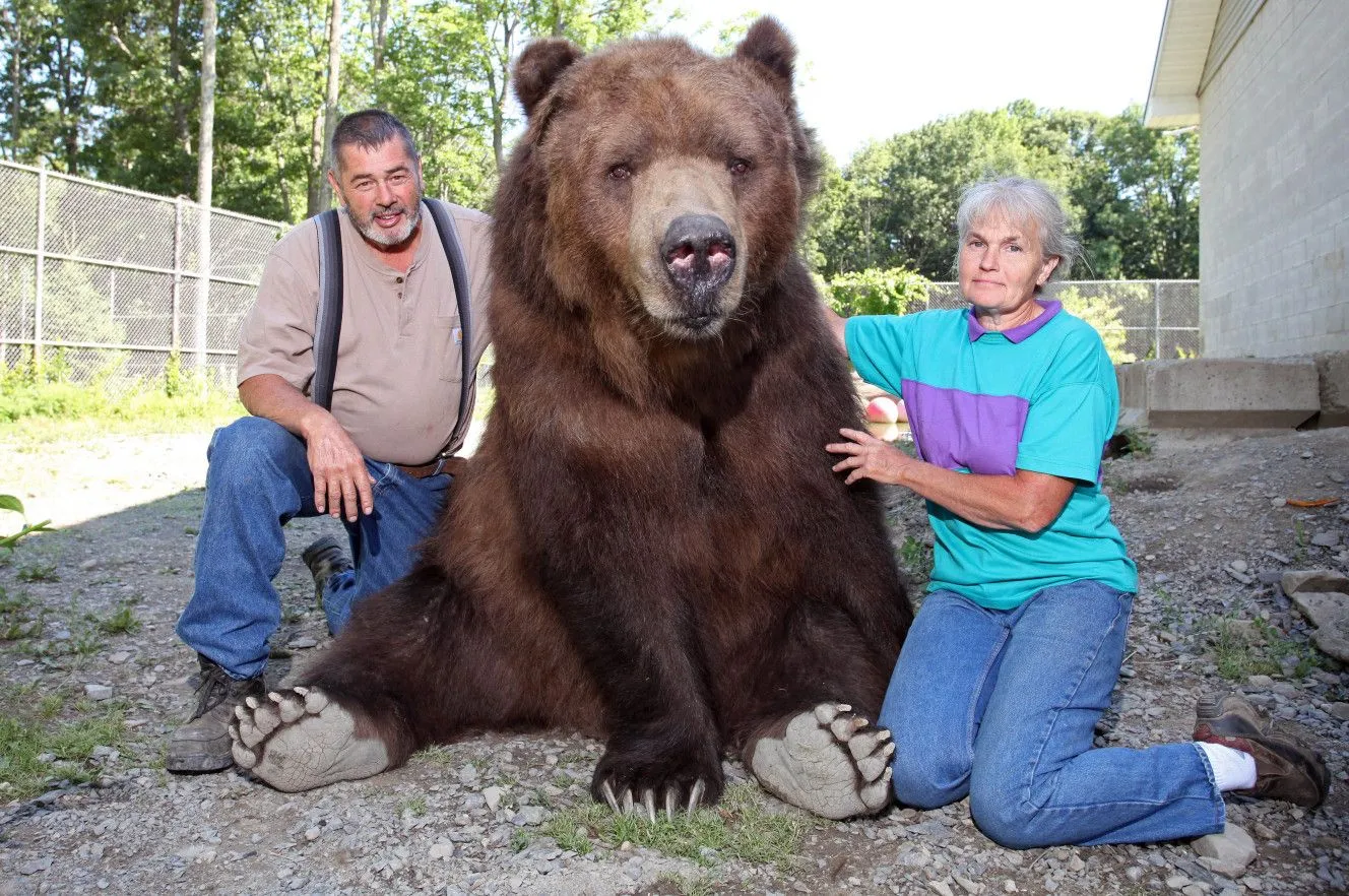 bear-main.webp