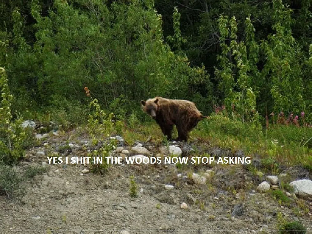 bearshit.webp