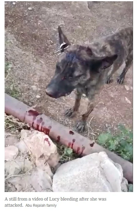Beating pup Israeli Settler ii.webp