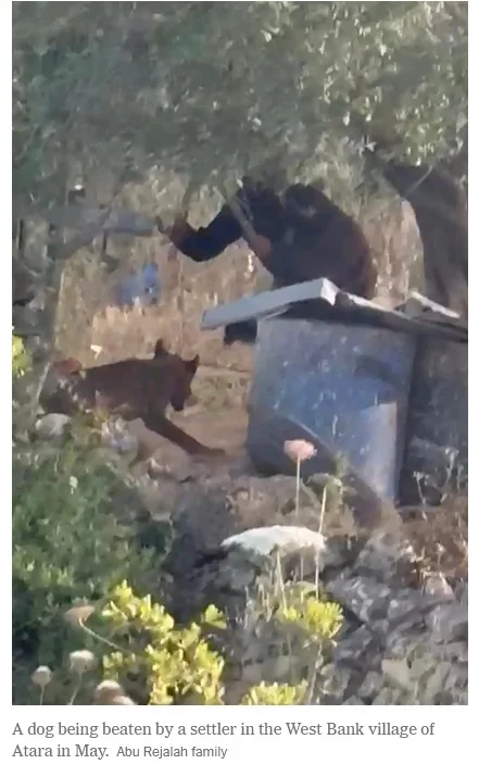 Beating pup Israeli Settler.webp
