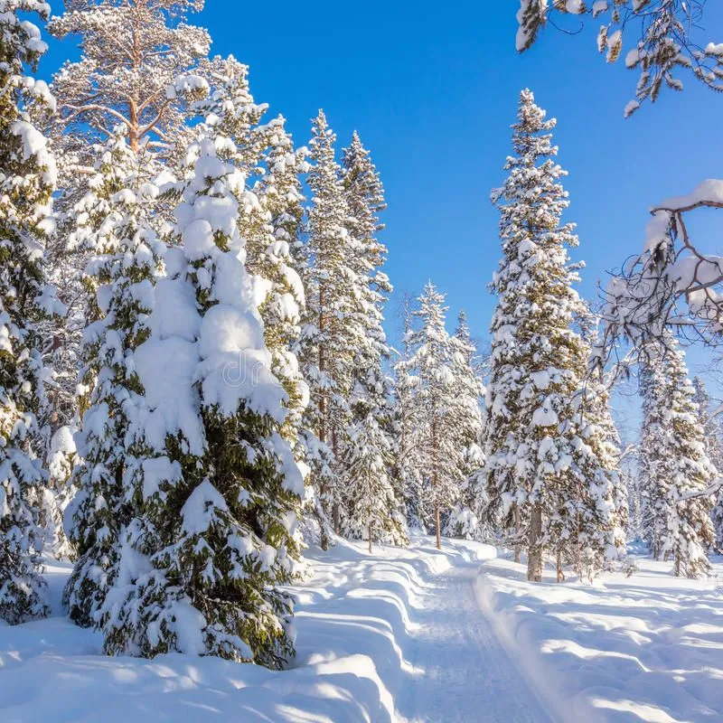 beautiful-winter-sunny-weather-forest-lots-snow-path-walking-skiing-landscape-82815782.webp