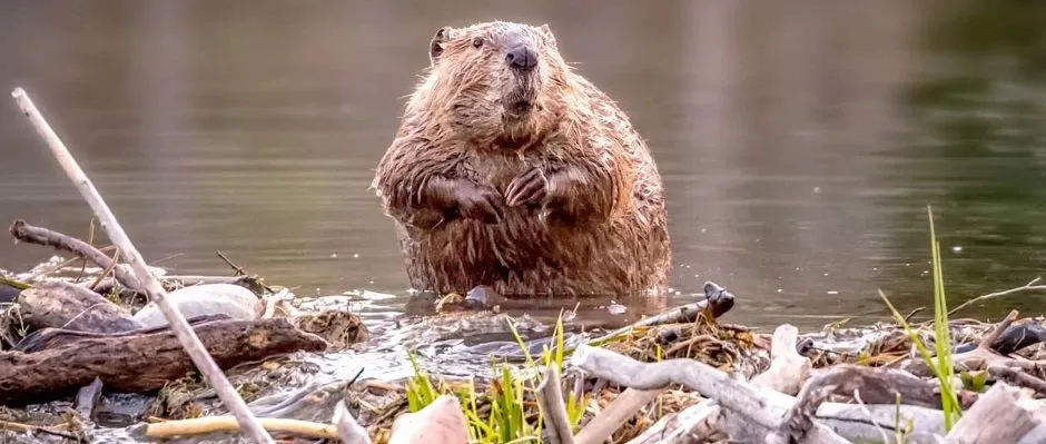 beaver-on-a-dam-a8b6a12.webp