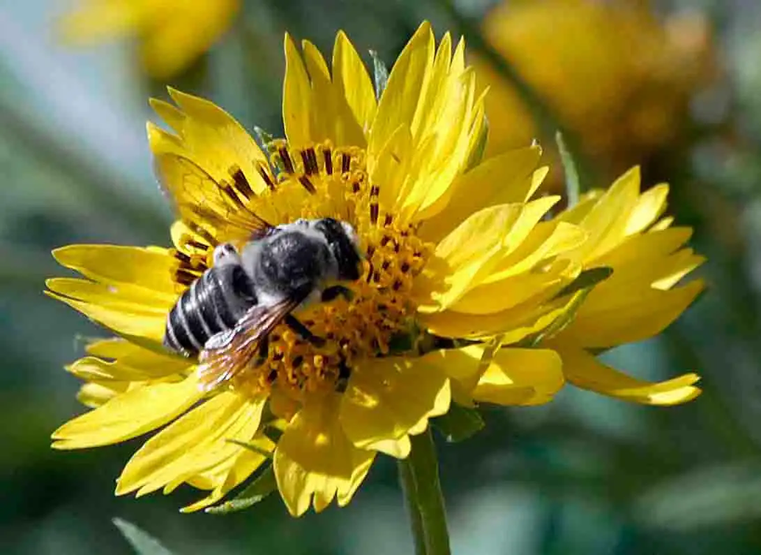 Bee.webp