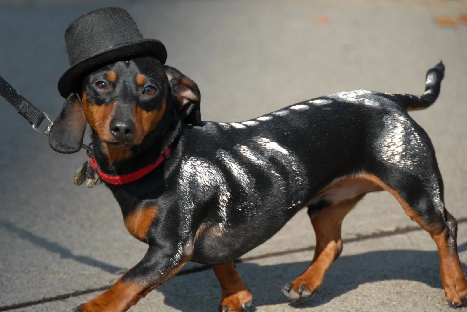 beginners-dog-agility-class-week-7-181.webp