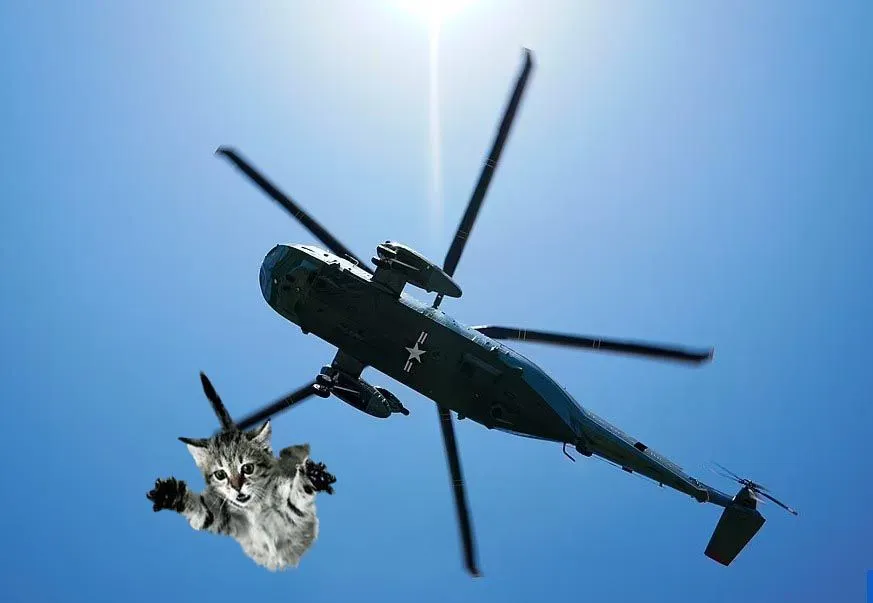 biden cat.webp