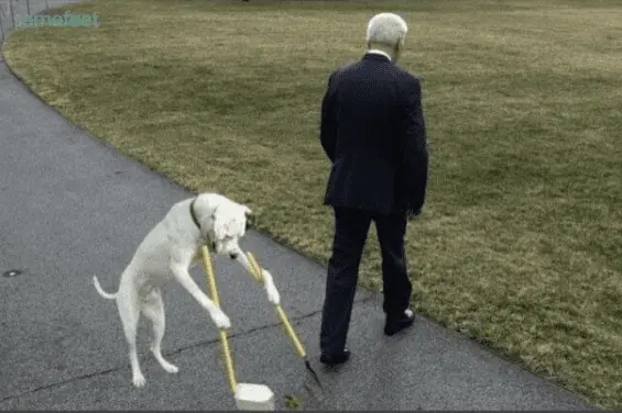 biden cleanup 8.webp