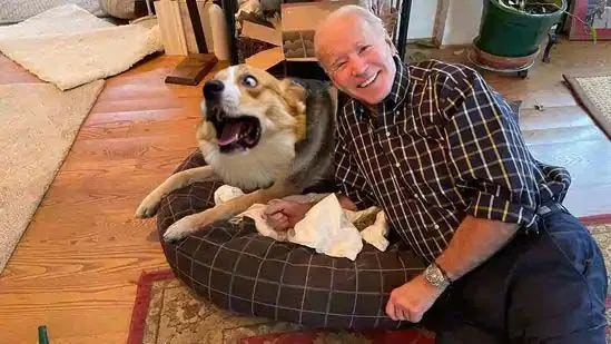 biden pets dog.webp
