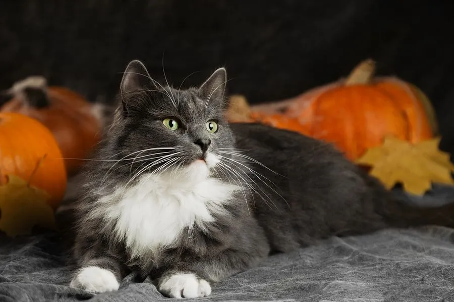 bigstock-Halloween-Cat-Lying-On-Bed-Wit-325881724.webp