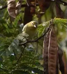 bird one.webp