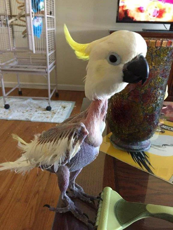 bird stressed.webp