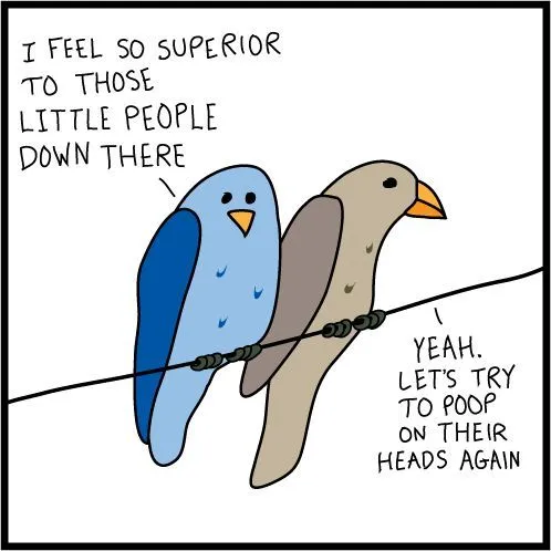 birdstuff.webp