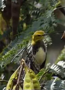 birdtwo.webp
