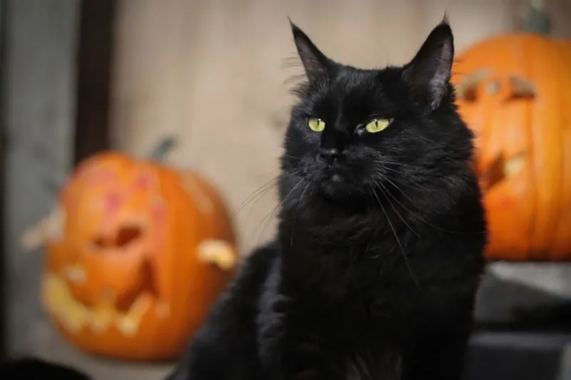 black-cat-pumpkins-bays-blog-m146689.webp