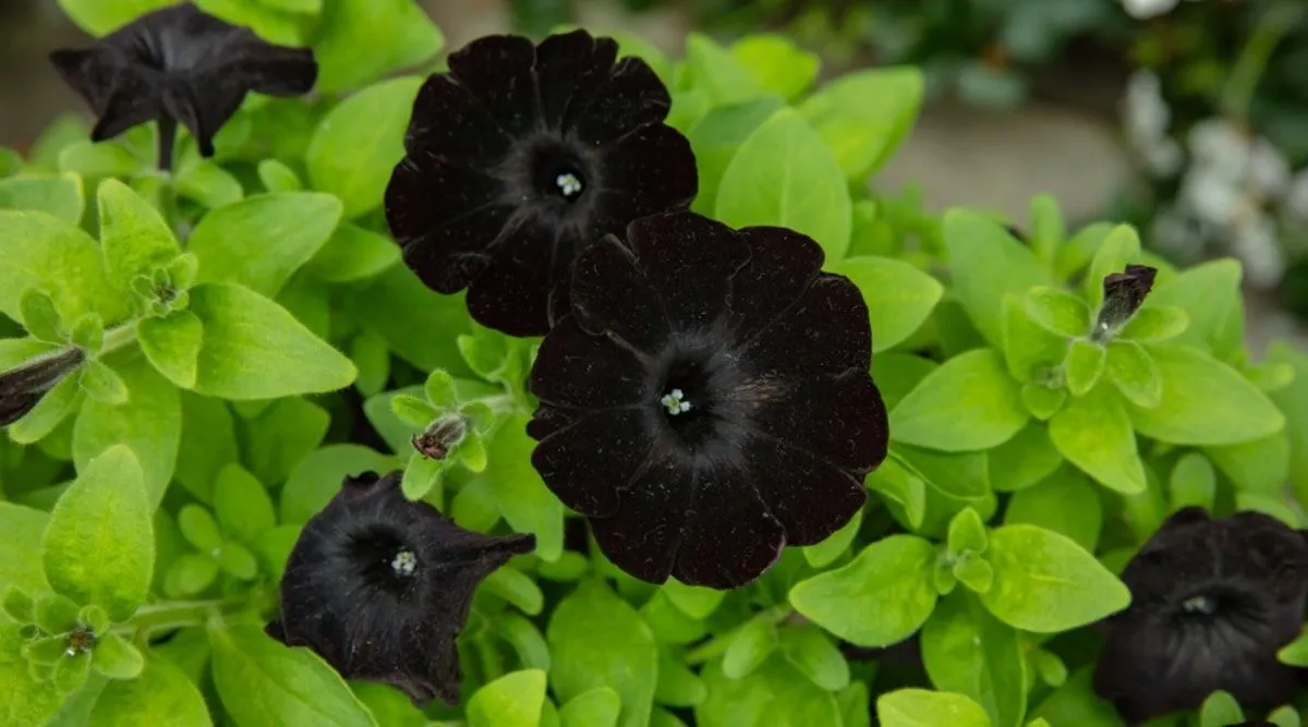 Black-Perennials.webp