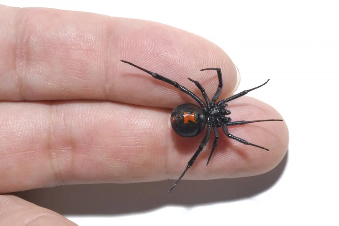 black-widow-spider[1].webp