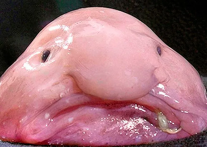 blobfish-psychrolutes-marcidus.webp
