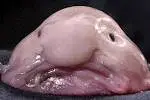 Blobfish1.webp