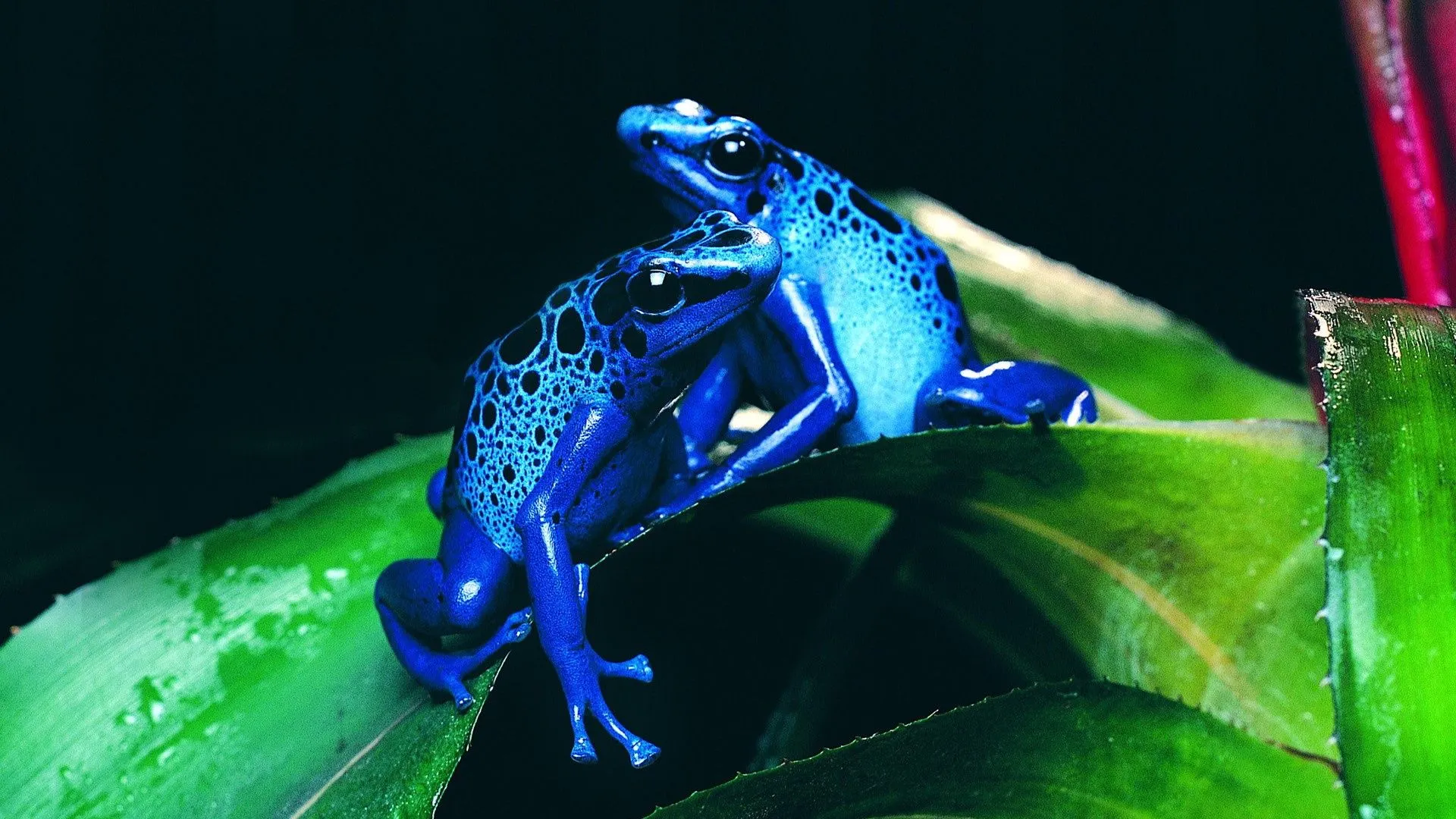 blue-frogs-15.webp
