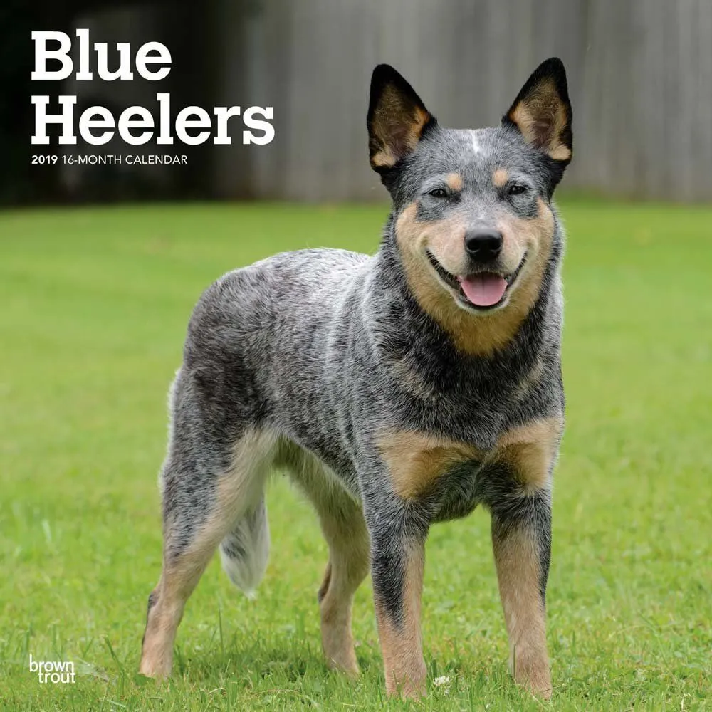 blue-heeler-calendar-2015-37.webp