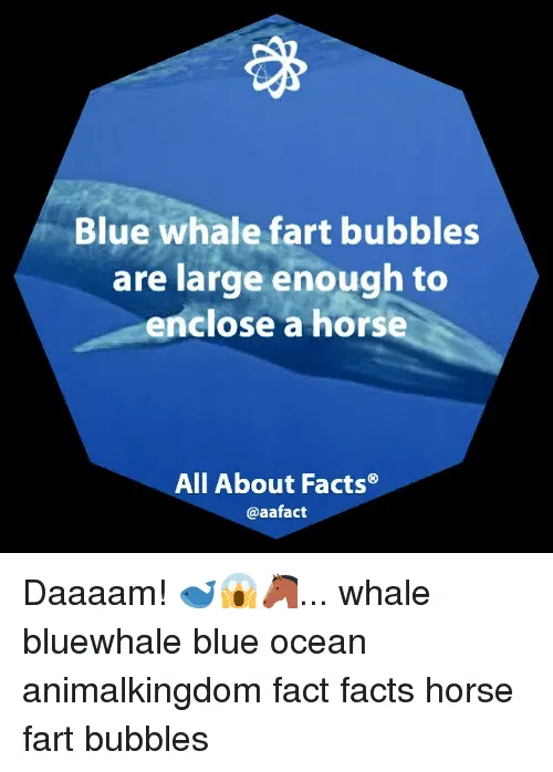 blue-whale-fart-bubbles-are-large-enough-to-enclose-a-18537299.webp