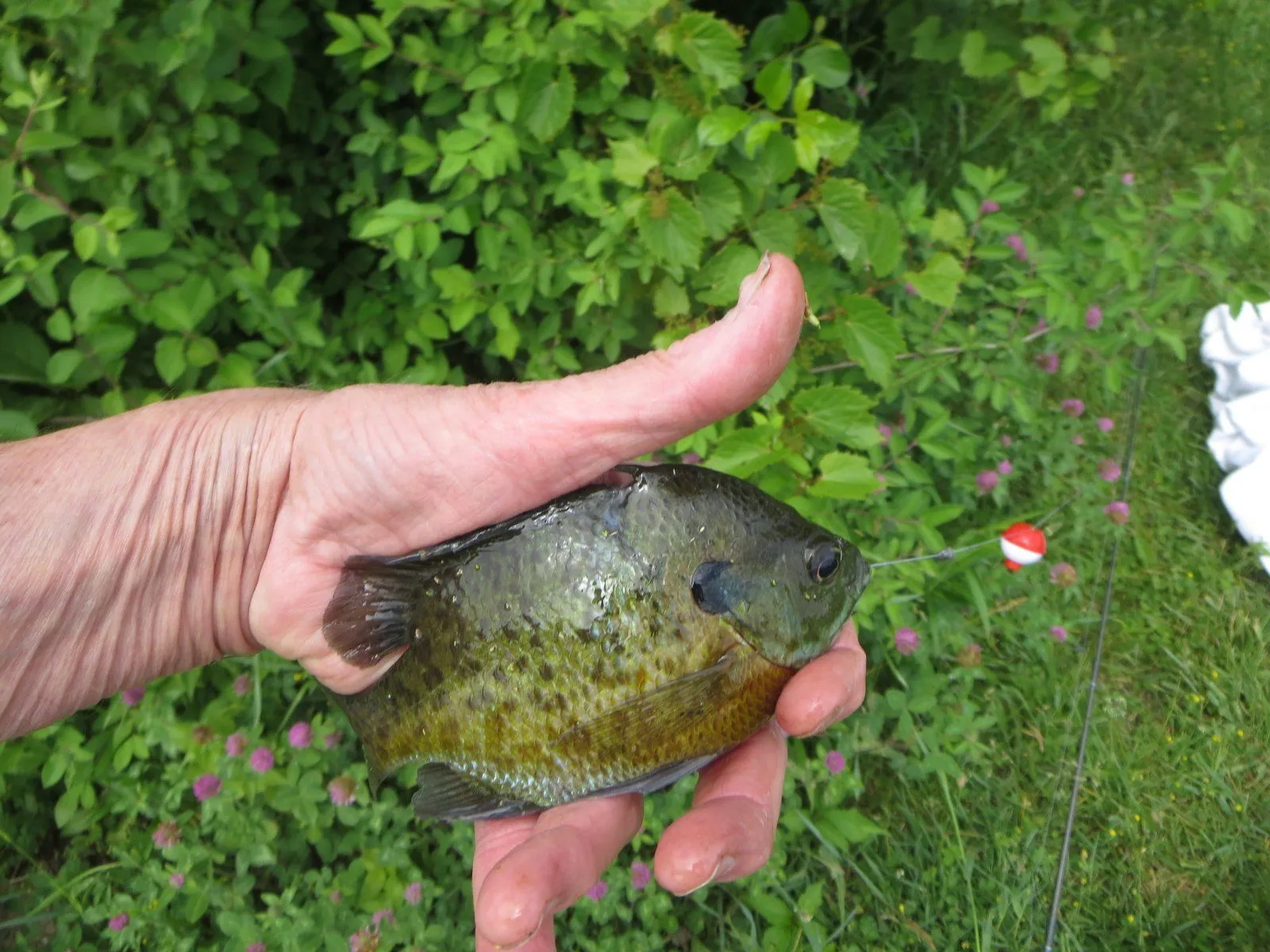 Bluegill.JPG