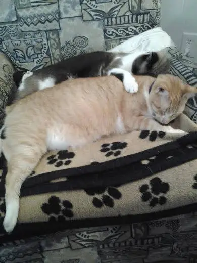 Boo and Bandit 2 Nov 15.webp