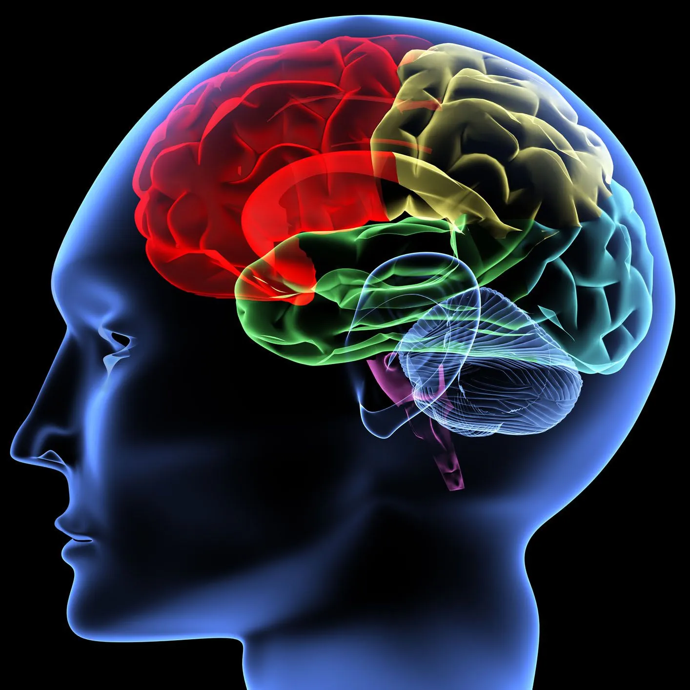 brain1.webp
