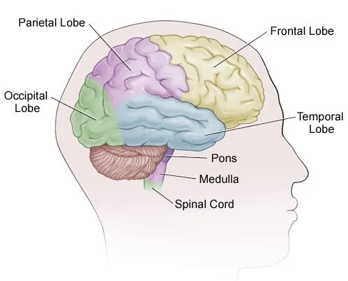 brainlobes2.webp