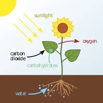 breath cycle.webp