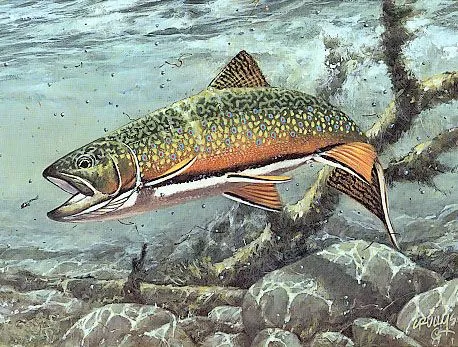 Brook_Trout_Feed.webp