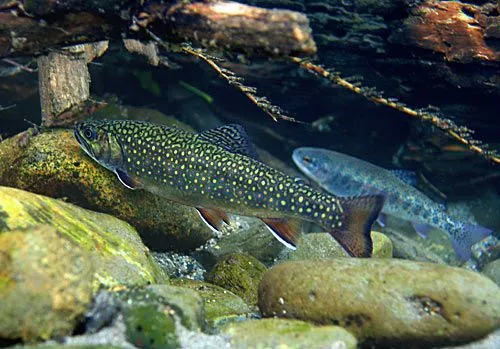 BrookTrout_RainbowTrout.webp