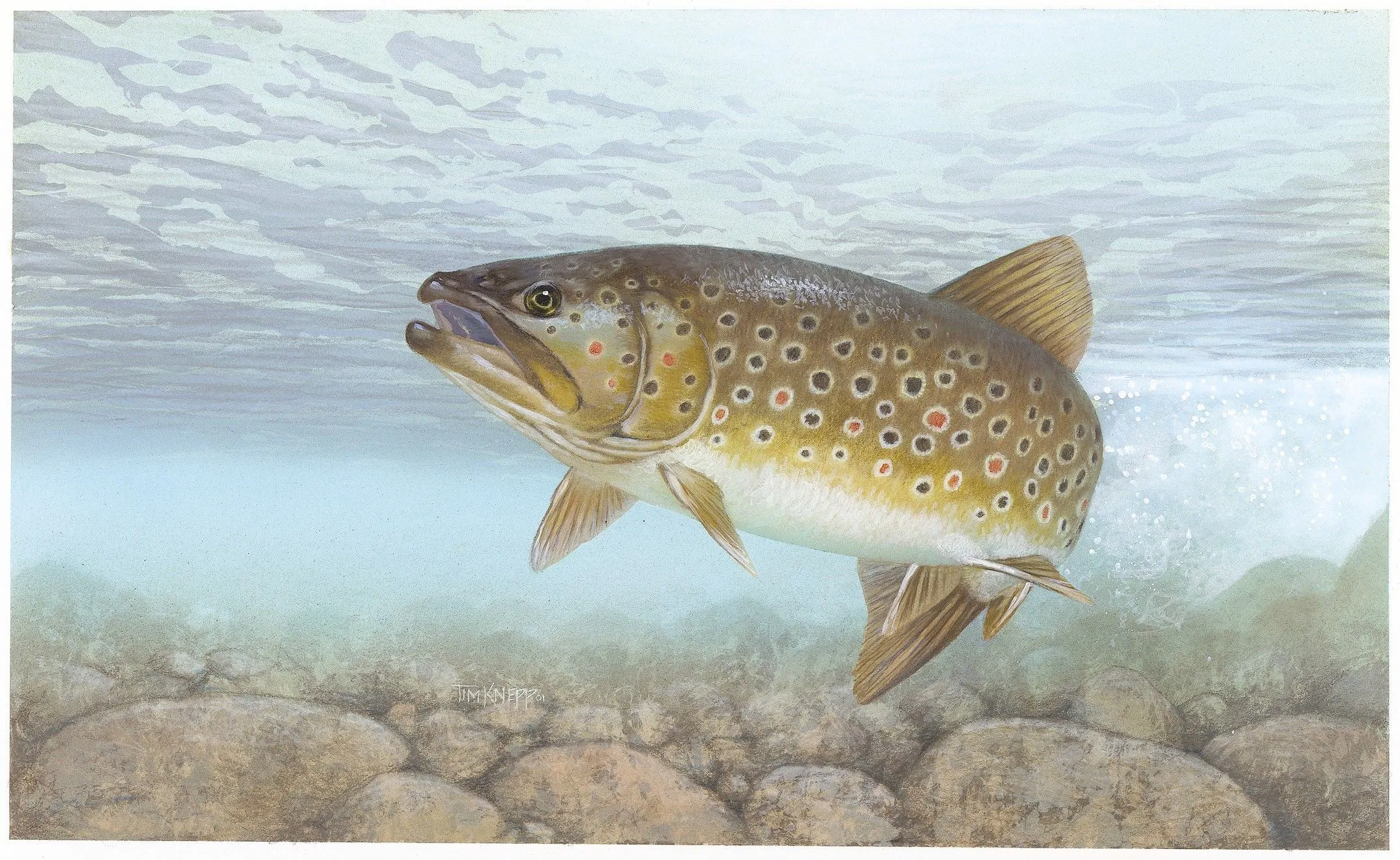 BrownTrout.webp