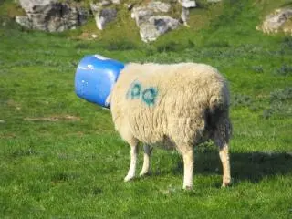 bucket-head-sheep_19-137927.webp