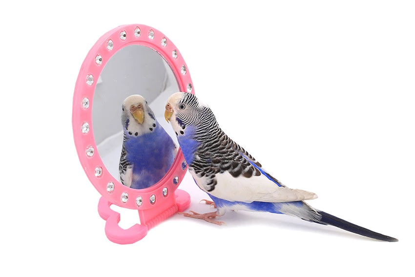 budgie_mirror.webp