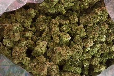 buds.webp