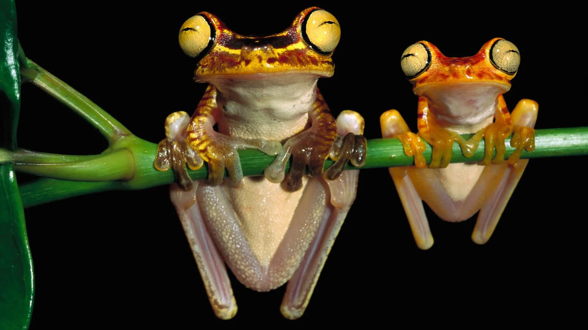 bug-eyed-frogs-tree-frogs-11755713-1920-1080.webp