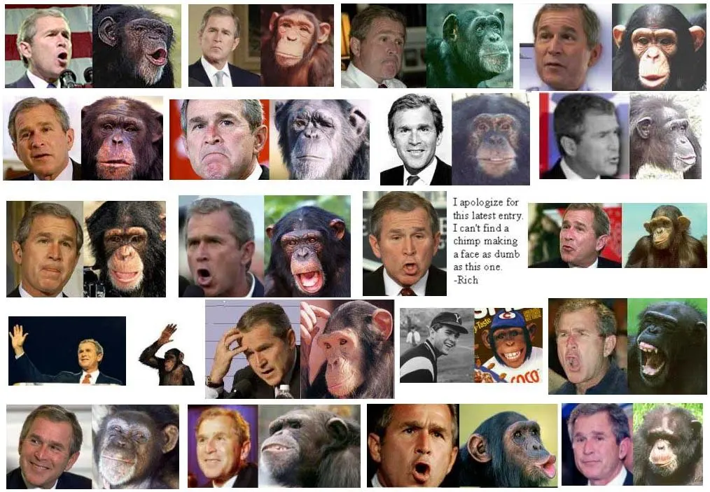 Bush_chimp.webp