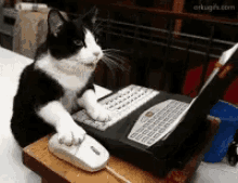 busy-typing-cat-on-laptop-0rm348r45qbhvyam.gif