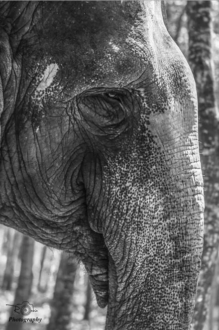 BW elephant.webp