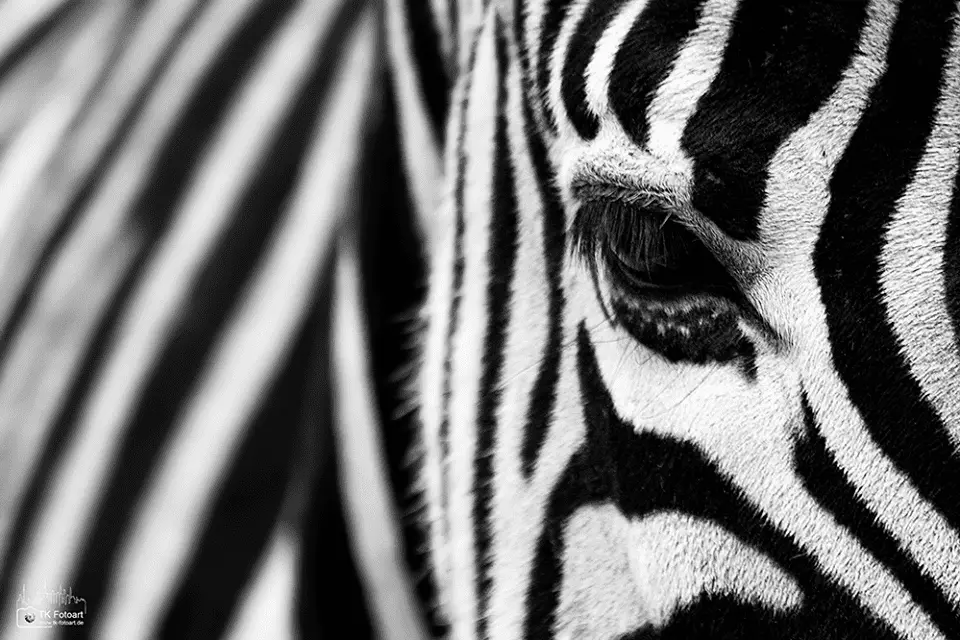 BW Stripes.webp