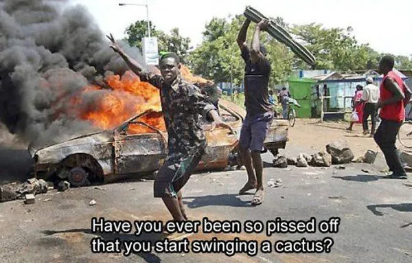 Cactus1.webp