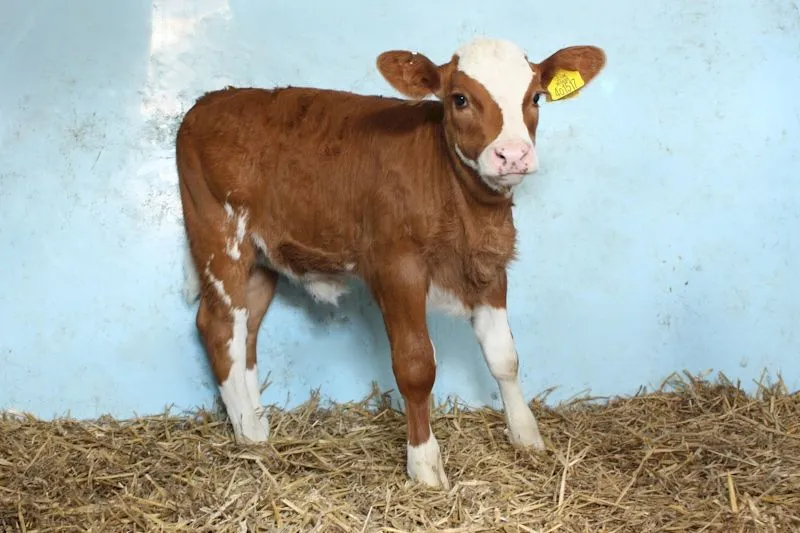 calf.webp