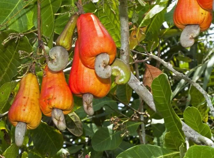 cashewplantkfjslkfslkf.webp
